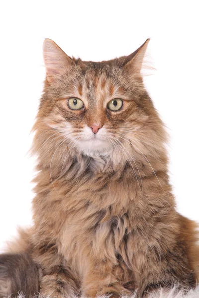 Gato isolado em branco — Fotografia de Stock