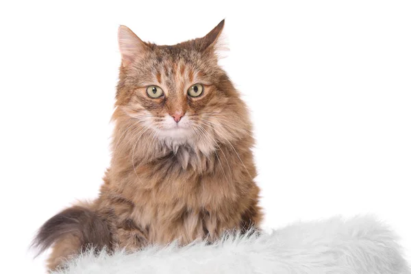 Gato isolado em branco — Fotografia de Stock