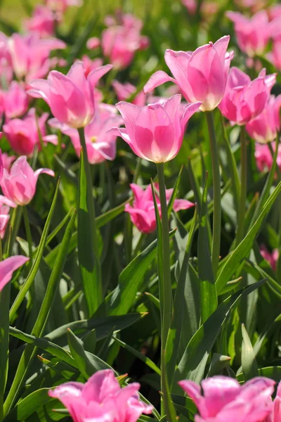 Tulpe — Stockfoto