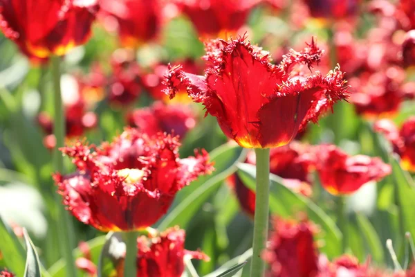 Tulpe — Stockfoto