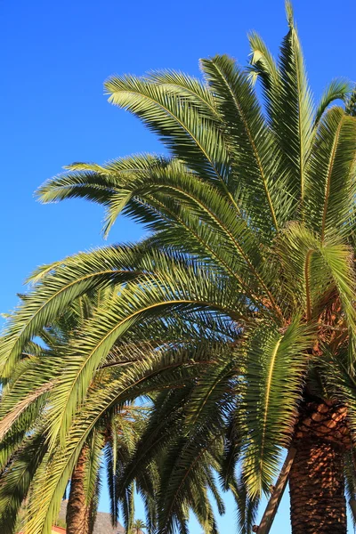 Islas Canarias — Foto de Stock