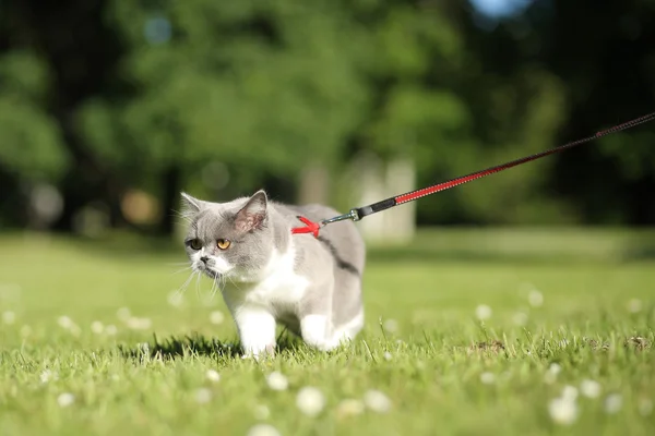 Gatto. all'aperto — Foto Stock