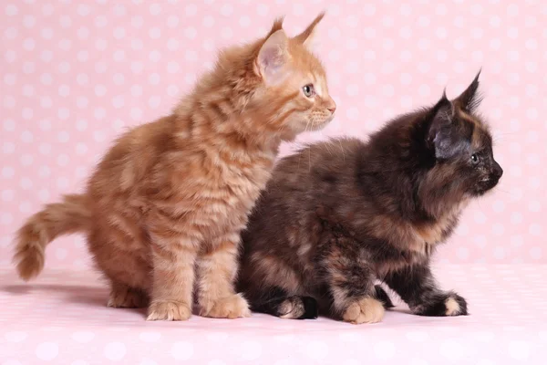 Lindo maine coon gatito — Foto de Stock