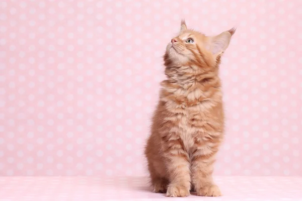 Cute Maine Coon kitten — Stock Photo, Image