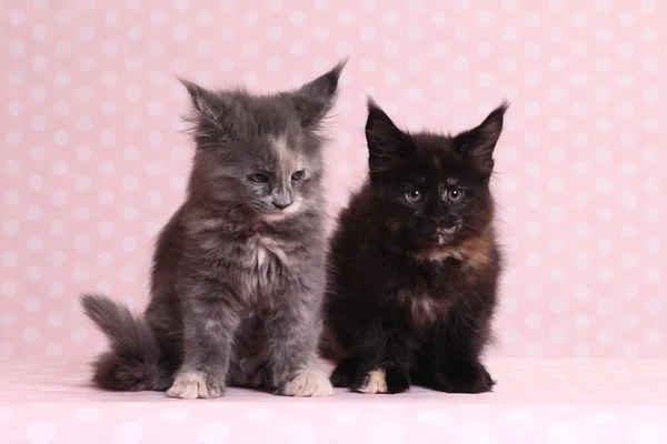 可愛いメインカヌー子猫ちゃん — ストック写真