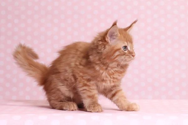 Cute Maine Coon kitten — Stock Photo, Image