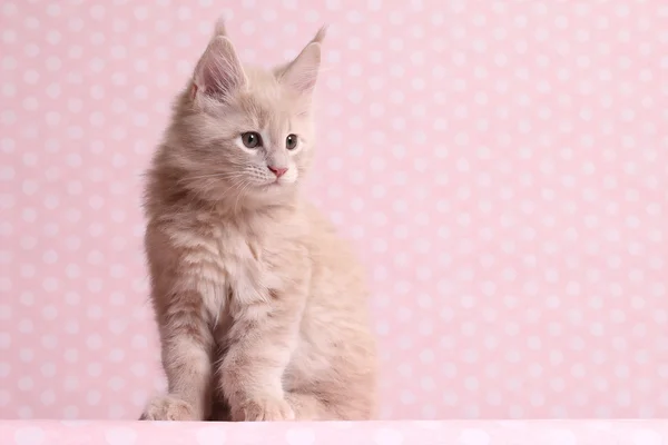 Bonito maine coon gatinho — Fotografia de Stock