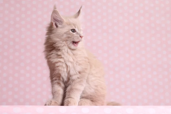 Niedliches Maine Coon Kätzchen — Stockfoto