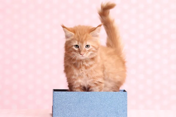 Cute Maine Coon kitten — Stock Photo, Image