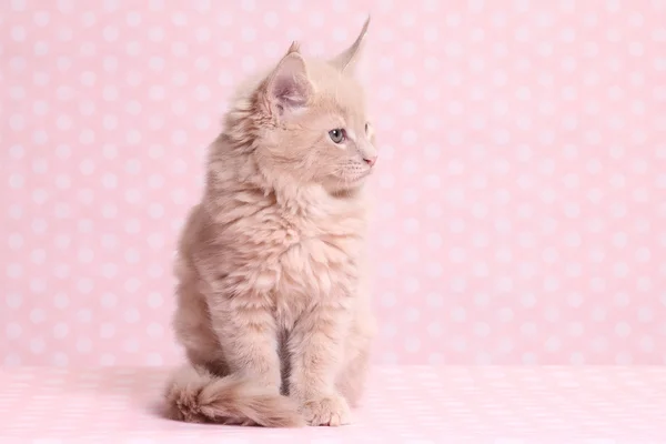 Roztomilý maine coon Kitten — Stock fotografie