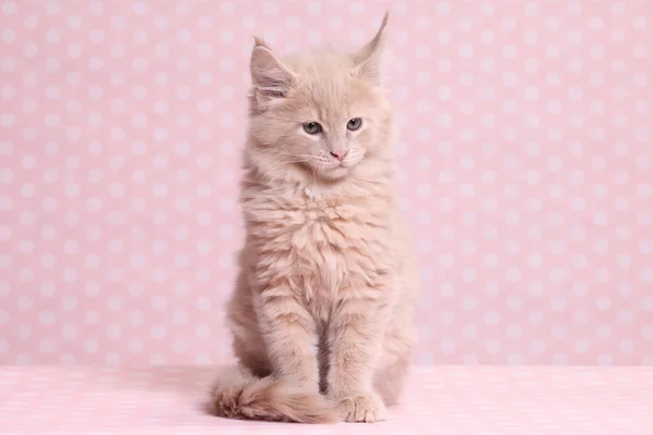 Bonito maine coon gatinho — Fotografia de Stock