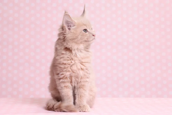 Lindo maine coon gatito — Foto de Stock