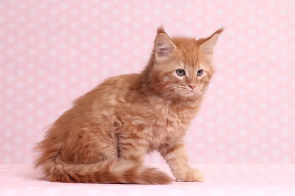 Cute Maine Coon kitten — Stock Photo, Image