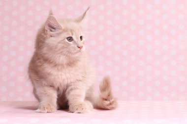 Şirin Maine Rakun Kedisi