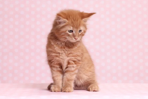 Cute Maine Coon kitten — Stock Photo, Image