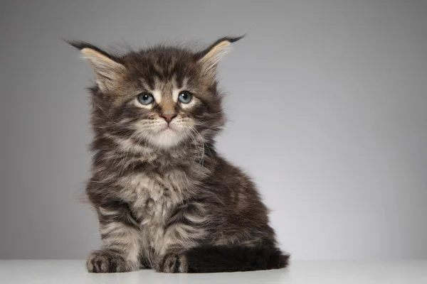 Cute Maine Coon kitten — Stock Photo, Image