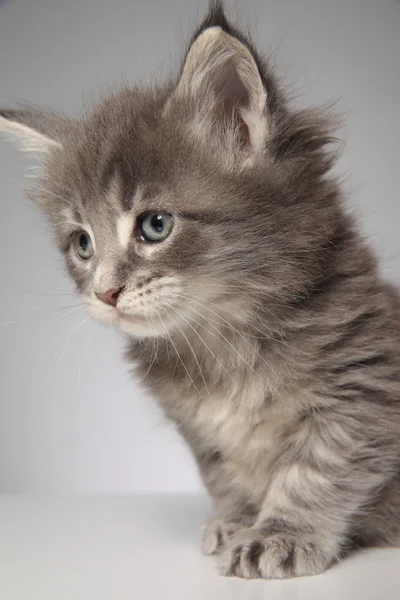 Χαριτωμένο maine ρακούν γατάκι — Φωτογραφία Αρχείου