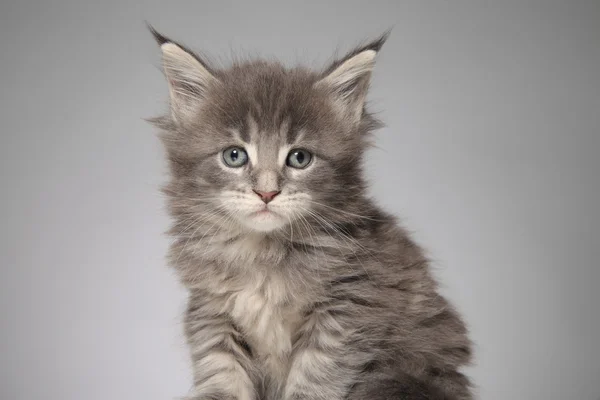 Χαριτωμένο maine ρακούν γατάκι — Φωτογραφία Αρχείου