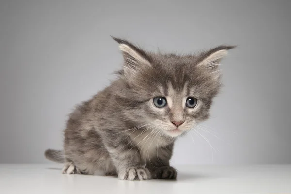 Cute Maine Coon kitten — Stock Photo, Image