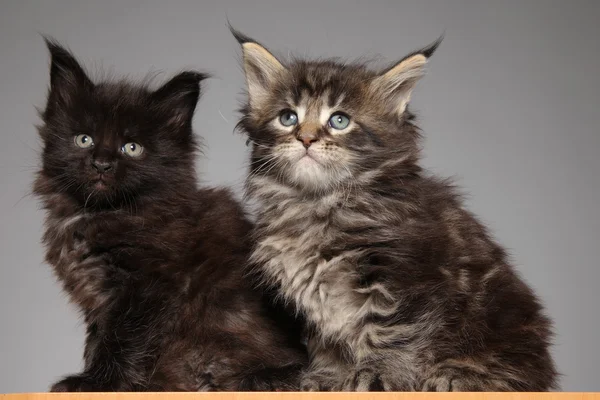 Cute Maine Coon kitten — Stock Photo, Image