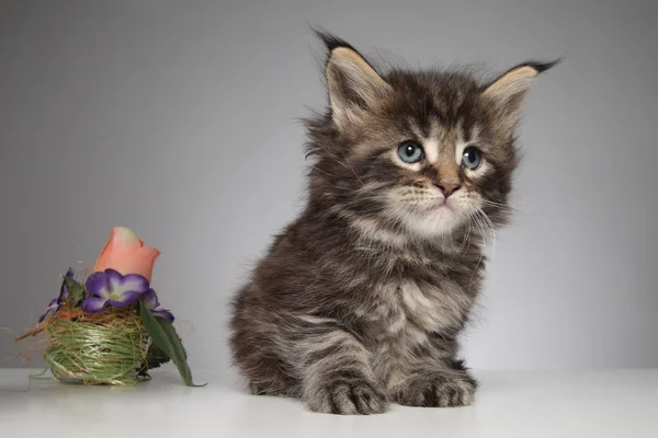 Roztomilý maine coon Kitten — Stock fotografie