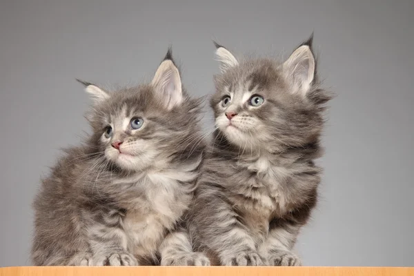 Cute Maine Coon kitten — Stock Photo, Image