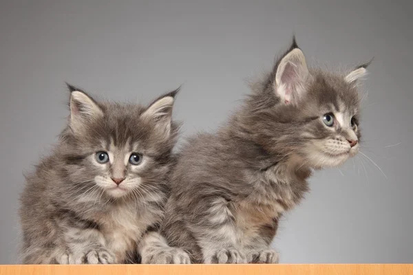 Cute Maine Coon kitten — Stock Photo, Image