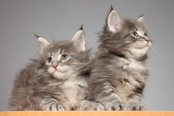 Cute Maine Coon kitten — Stock Photo, Image