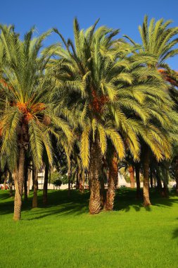 Palmiye ağaçları