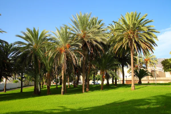 Palm trees — Stock Photo, Image