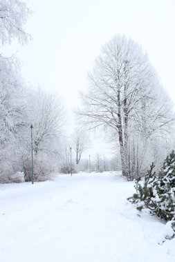 Scenic winter park with frosty birch trees and street lamps