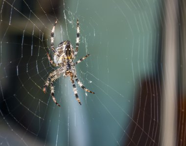 Örümcek Web. Makro