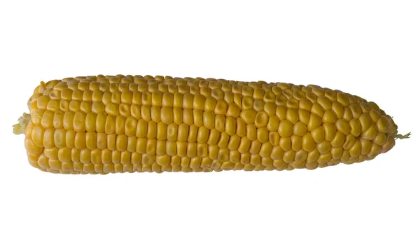 Кукуруза изолирована — стоковое фото