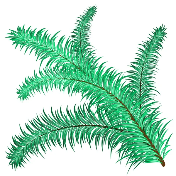 Twig of evergreen — Stock Vector