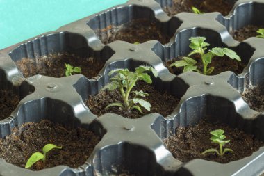 Domates bitki fotoğraf