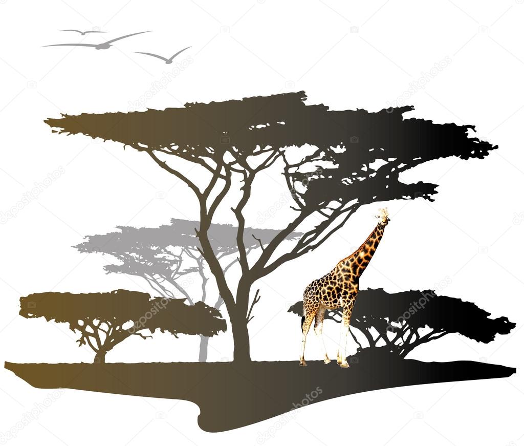 Giraffe with silhouette of tree