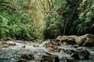 Nehir, Alajuela, Kosta Rika 'daki vahşi orman..
