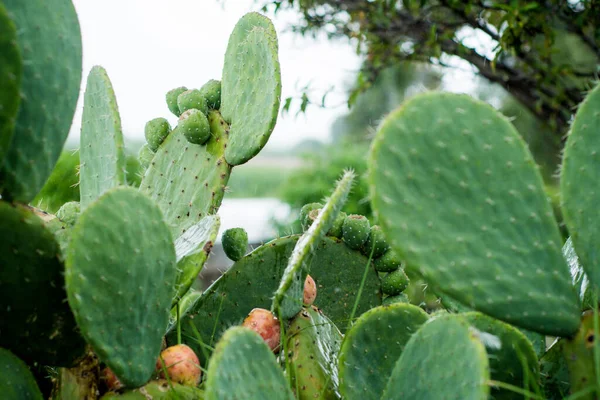 Nopal bitkisi, dikenli armut meyveleri..