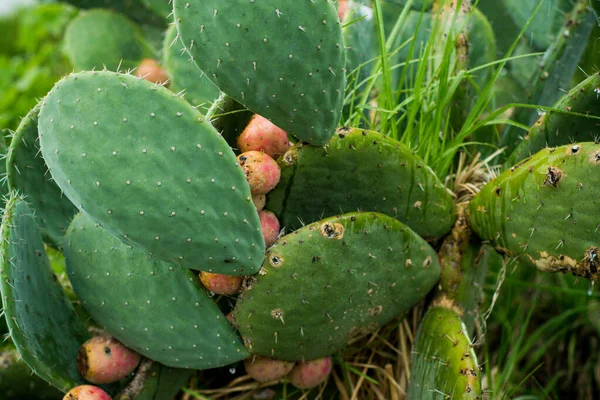 Planta Nopal Con Frutos Pera Espinosa — Foto de Stock