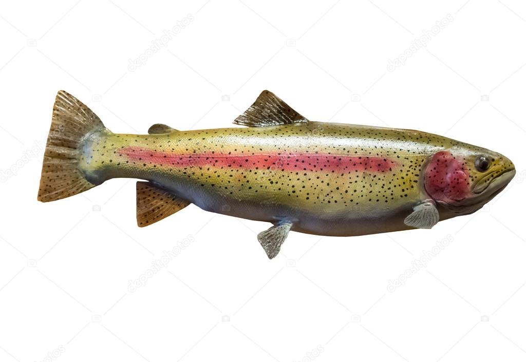Mounted Rainbow Trout