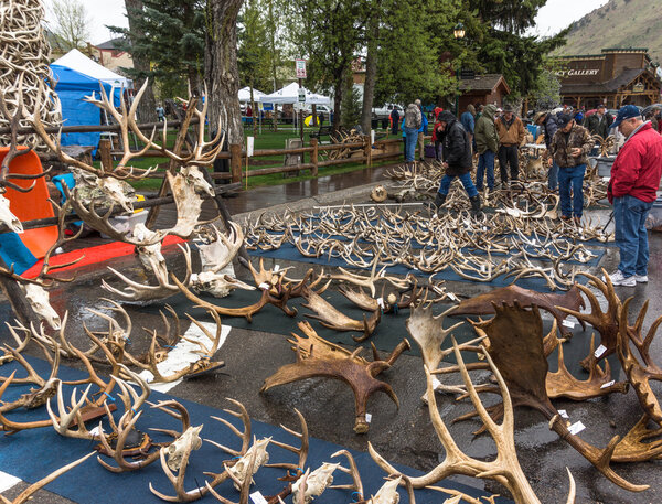 Elk antler auction.