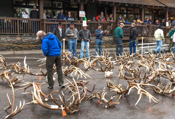 Elk antler auction.