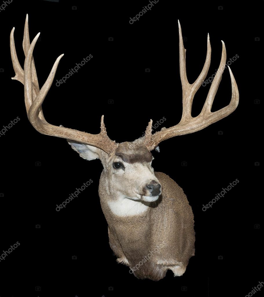 Trophy Whitetail Deer mount Stock Photo by ©z4hos 82384384