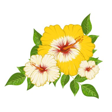 Amberçiçeği kompozisyonu ve vektör illüstrasyonunu bırakır