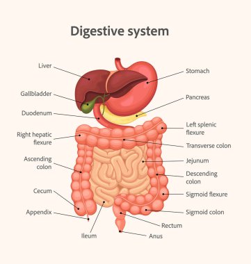 İnsan sindirim sistemi anatomisi diyagramı vektör çizimi