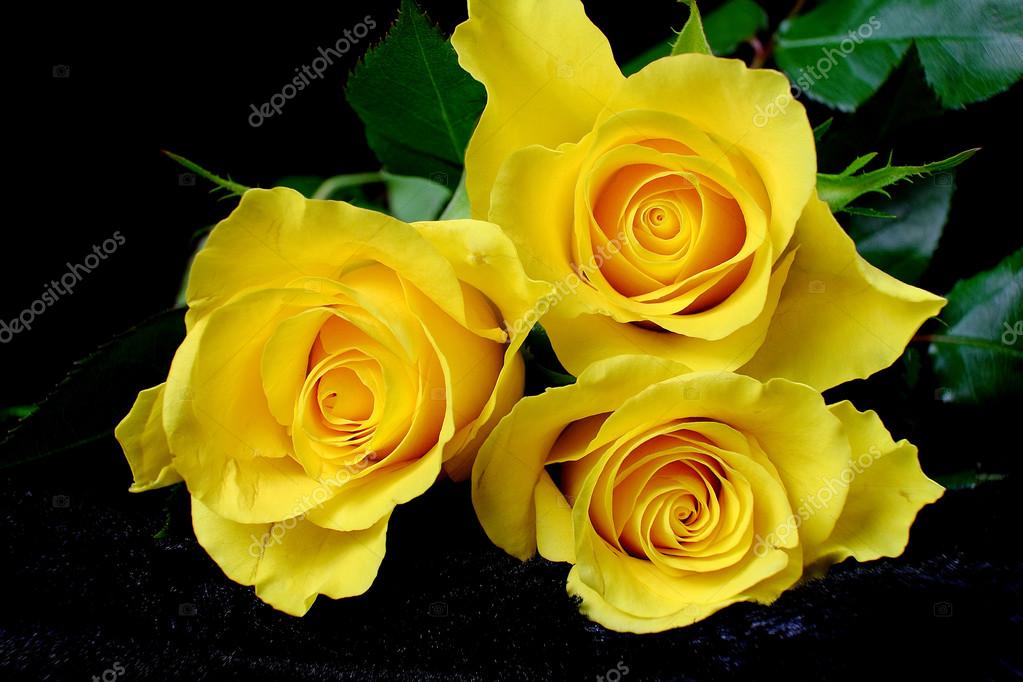 Three yellow roses on black velvet — Stock Photo © Jan_Herodes 92980590