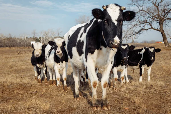 Una Manada Vacas Blancas Negras Domésticas Encuentra Una Fila Sobre —  Fotos de Stock