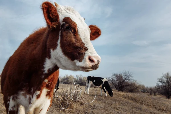 Una Vaca Color Blanco Marrón Con Cuernos Pequeños Lado Fondo —  Fotos de Stock