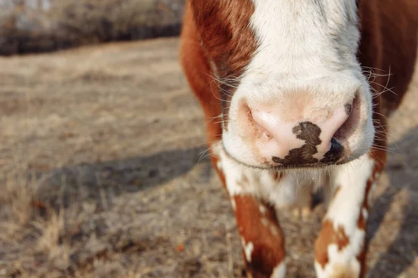 Obrovský kravský nos růžový s tmavými skvrnami. Barva zvířete je hnědá a bílá. — Stock fotografie