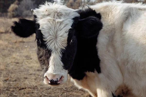 Una vaca doméstica blanca y negra mira dentro del marco con ojos negros. —  Fotos de Stock